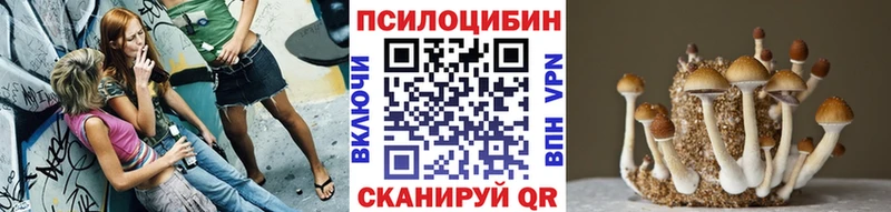 хочу наркоту  Злынка  Галлюциногенные грибы Cubensis 